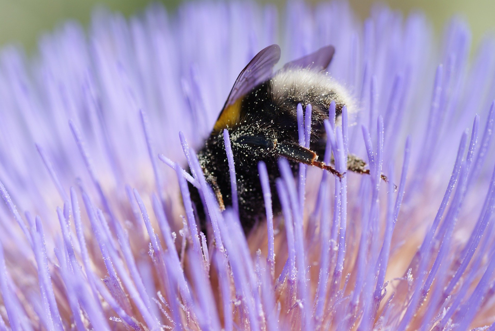 Bee in a flower