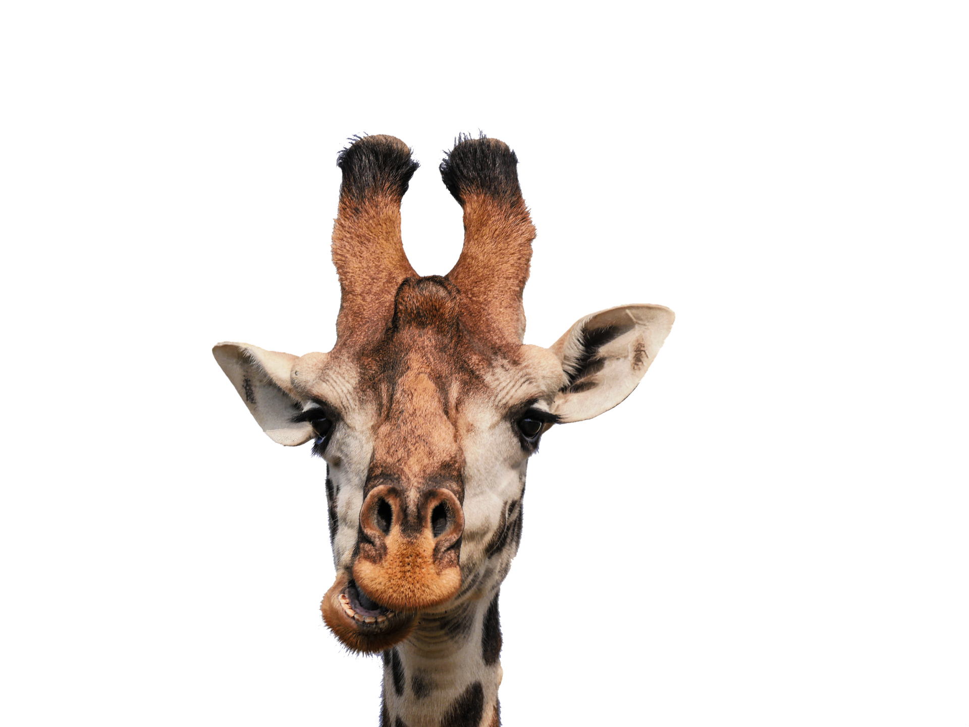 Giraffe's head