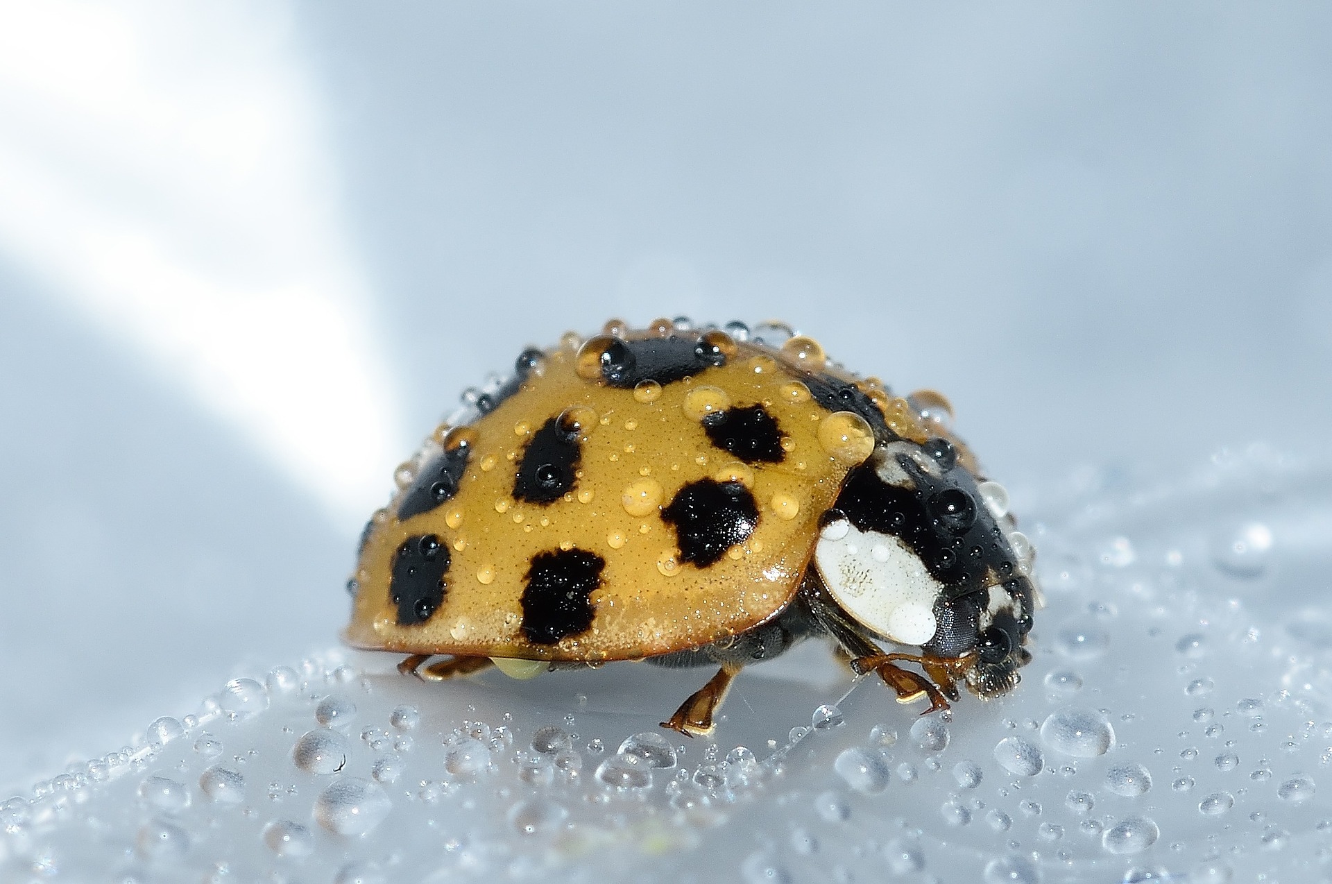 Picture of a lady bug